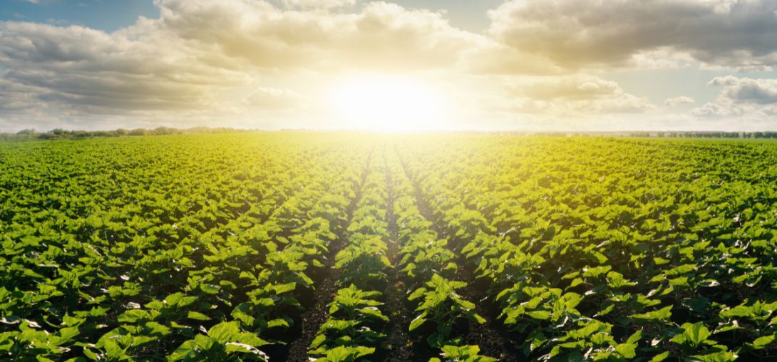 agriculture industri pertanian pulsafeeder indonesia