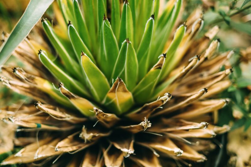 Agave plant